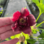 Ciemiernik ' Double Ellen Purple'