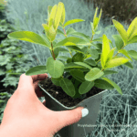 Dziurawiec zwyczajny Hypericum perforatum (1)