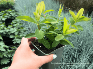 Dziurawiec zwyczajny Hypericum perforatum (1)