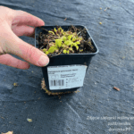 Dzwonek 'Genti White'