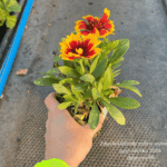 Gailardia 'Spintop Orange Halo'
