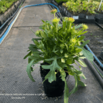 Gaillardia Spintop Orange Holo Imp. (1)
