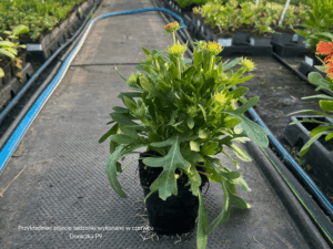 Gaillardia Spintop Orange Holo Imp. (1)