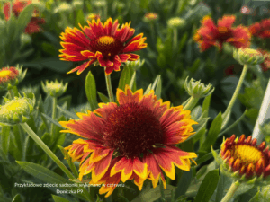 Gaillardia Spintop Orange Holo Imp. (2) (1)