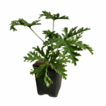 geranium