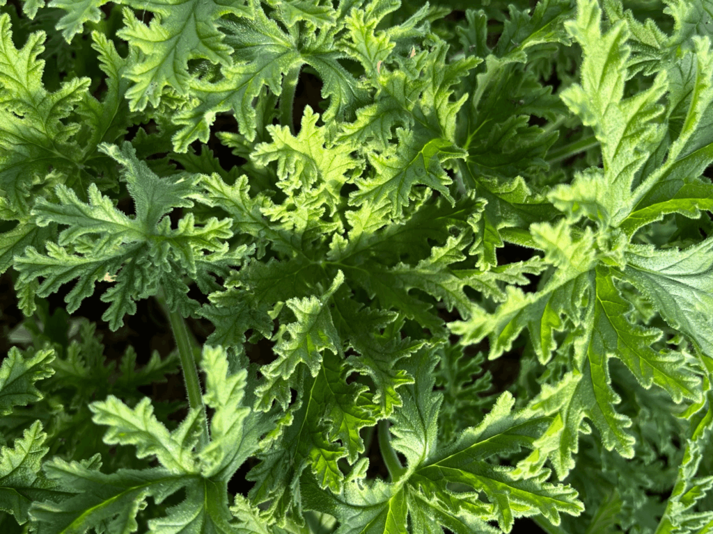 geranium