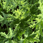 geranium