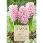 hiacynt