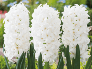 Hiacynt Carnegie cebulka