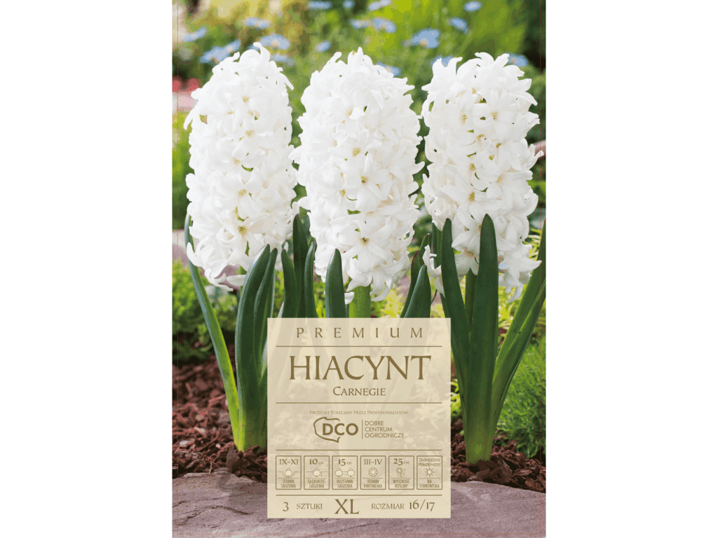 Hiacynt wschodni 'Carnegie’ biały cebulki 3 sztuki