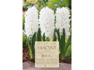 Hiacynt wschodni 'Carnegie' biały cebulki 3 sztuki