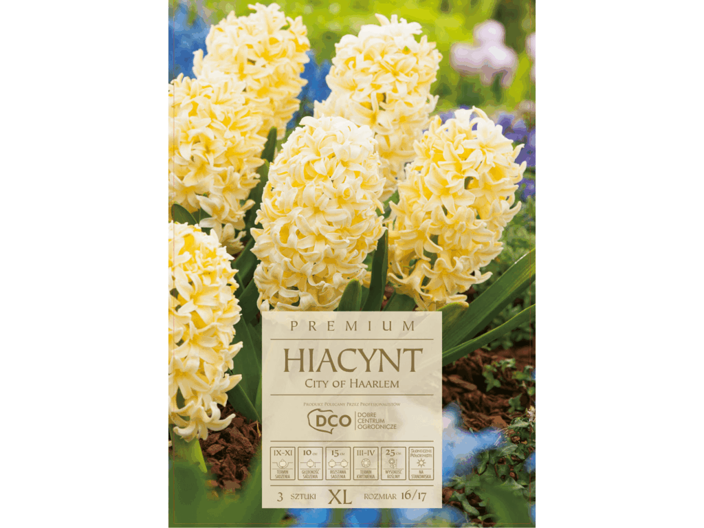 żółte hiacynty