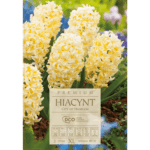 żółte hiacynty