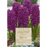 hiacynty