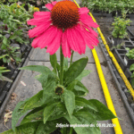 Jeżówka ' Meditation Cerise'