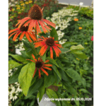Jeżówka ' Orange Skipper' (1)