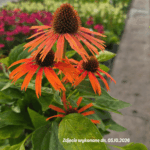 Jeżówka ' Orange Skipper' (2) (1)