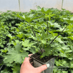 Języcznik Przewalskiego Ligularia (1)