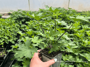 Języcznik Przewalskiego Ligularia (1)