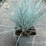 Kostrzewa sina Elijah Blue