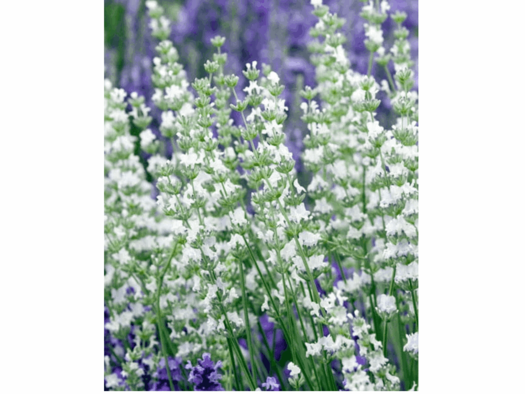 Lawenda pośrednia Edelweiss sadzonka P9 biała lawenda od 25.05.2026