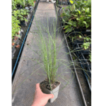 Muhlenberia capillaris (1)