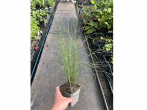 Muhlenberia capillaris (1)