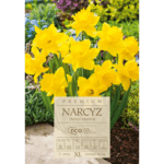 narcyzy