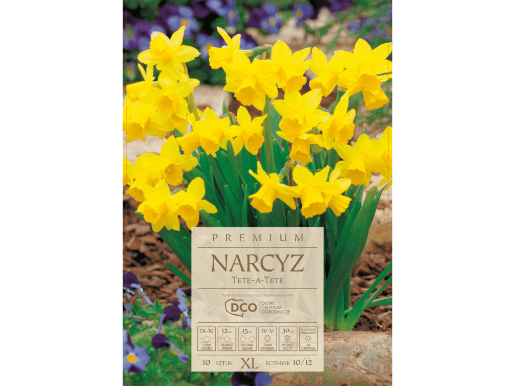 Narcyz Tete-A-Tete miniaturowy żółty cebulki 10 sztuk