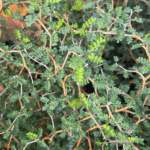 roślina