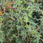 roślina