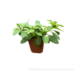 petunia sadzonka