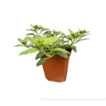 petunia sadzonka