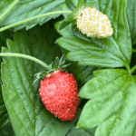 poziomka