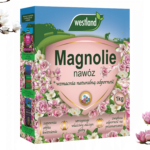 kwitnące magnolie