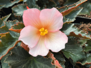 begonia