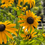 _Rudbeckia 'Goldsturm' (1)