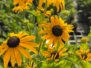_Rudbeckia 'Goldsturm' (1)