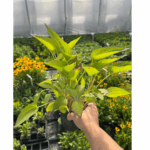 _Rudbeckia 'Goldsturm' (2) (1)