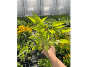 _Rudbeckia 'Goldsturm' (2) (1)