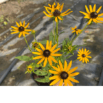 Rudbeckia ' Little Gold Star'' (1)