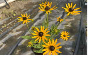 Rudbeckia ' Little Gold Star'' (1)