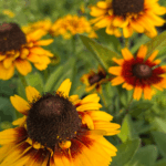 _Rudbeckia 'SmileyZ Kissing' (1)
