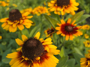 _Rudbeckia 'SmileyZ Kissing' (1)