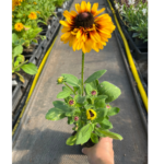 _Rudbeckia 'SmileyZ Kissing' (2)