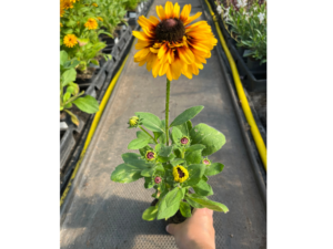 _Rudbeckia 'SmileyZ Kissing' (2)