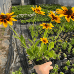 _Rudbeckia 'Sunbeckia Alicia' (1)