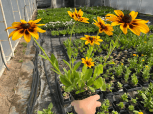 _Rudbeckia 'Sunbeckia Alicia' (1)