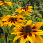 _Rudbeckia 'Sunbeckia Alicia' (2) (1)