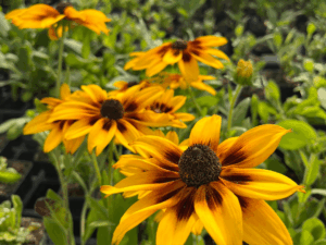 _Rudbeckia 'Sunbeckia Alicia' (2) (1)